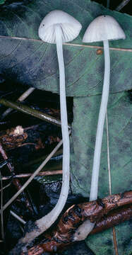 Image of Milk-drop mycena