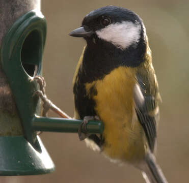 Image of Great Tit