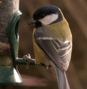 Image of Great Tit