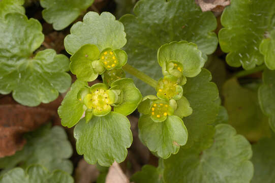 Plancia ëd Chrysosplenium alternifolium L.