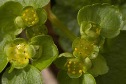 Слика од Chrysosplenium alternifolium L.