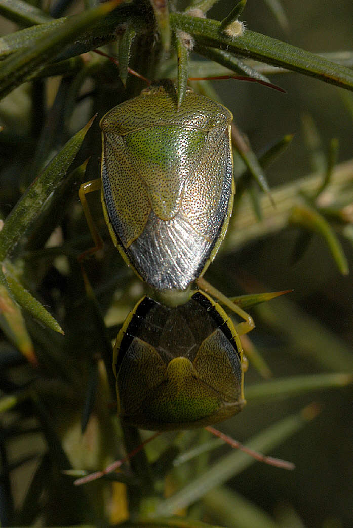 Image of Piezodorus lituratus (Fabricius 1794)