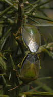 Image of Piezodorus lituratus (Fabricius 1794)