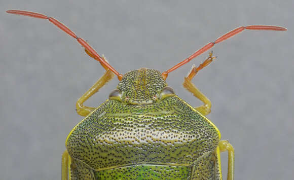 Image of Piezodorus lituratus (Fabricius 1794)