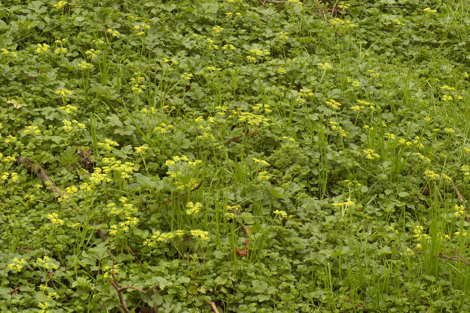 Plancia ëd Chrysosplenium oppositifolium L.