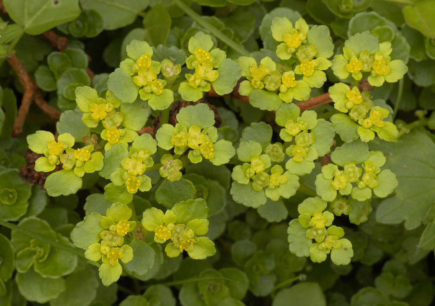 Plancia ëd Chrysosplenium oppositifolium L.