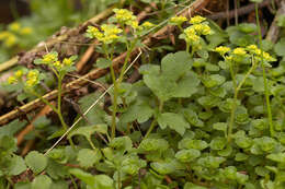 Plancia ëd Chrysosplenium oppositifolium L.