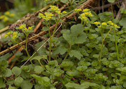 Plancia ëd Chrysosplenium oppositifolium L.