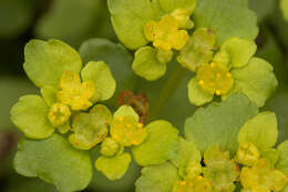 Plancia ëd Chrysosplenium oppositifolium L.