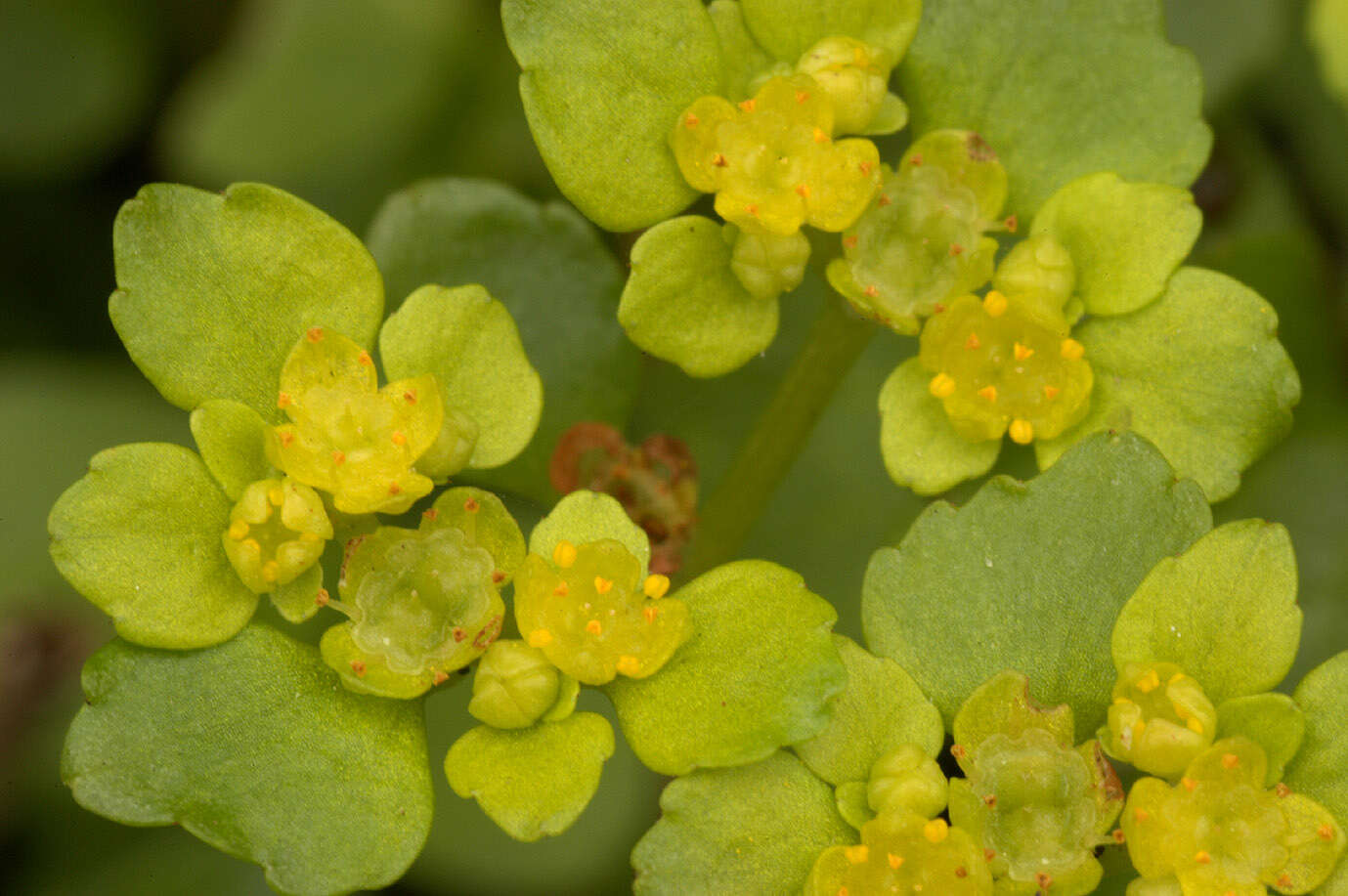 Plancia ëd Chrysosplenium oppositifolium L.