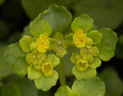 Plancia ëd Chrysosplenium oppositifolium L.