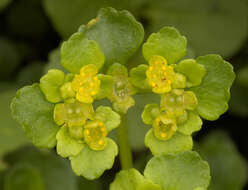 Plancia ëd Chrysosplenium oppositifolium L.