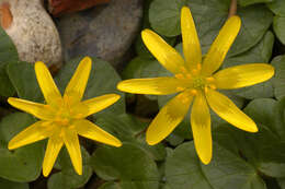 Image of Lesser celandine