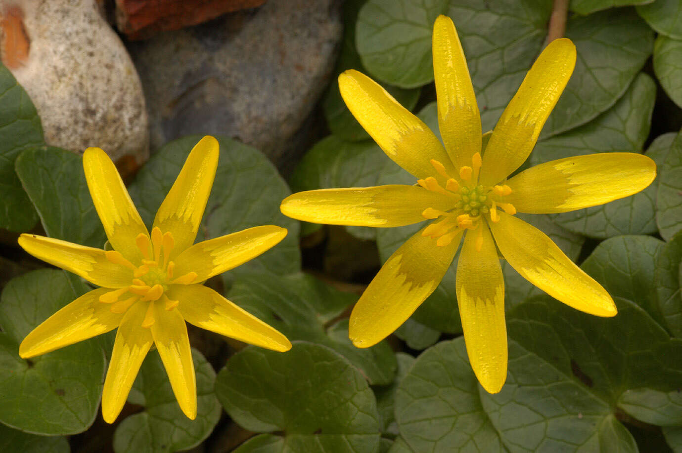 Image of Lesser celandine