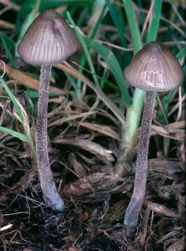 Image of Mycena amicta (Fr.) Quél. 1872