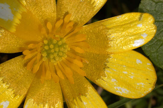 Image of Lesser celandine