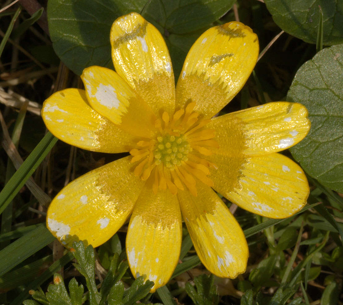 Image of Lesser celandine