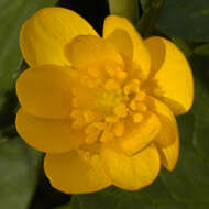 Image of Lesser celandine