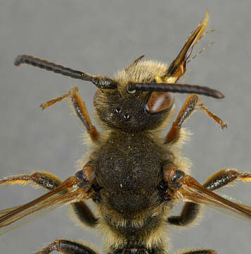 Image of Nomada fulvicornis Fabricius 1793