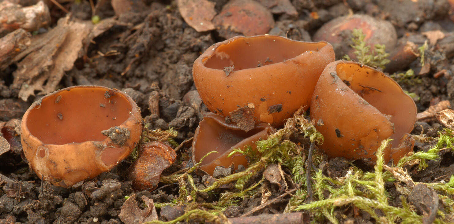 Image of Dumontinia tuberosa (Bull.) L. M. Kohn 1979