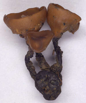 Image of Dumontinia tuberosa (Bull.) L. M. Kohn 1979