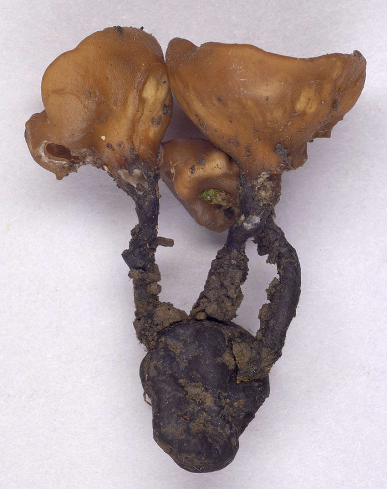 Image of Dumontinia tuberosa (Bull.) L. M. Kohn 1979