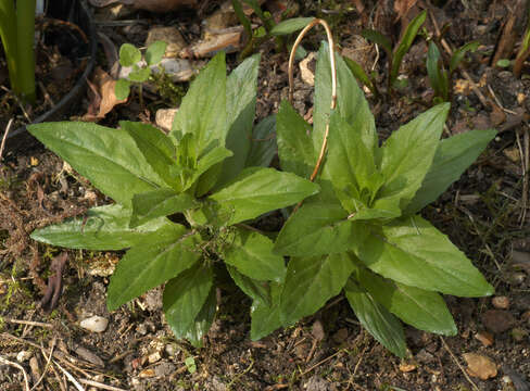 Epilobium montanum L. resmi