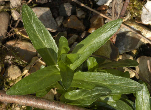 Image of dwarf willowherb