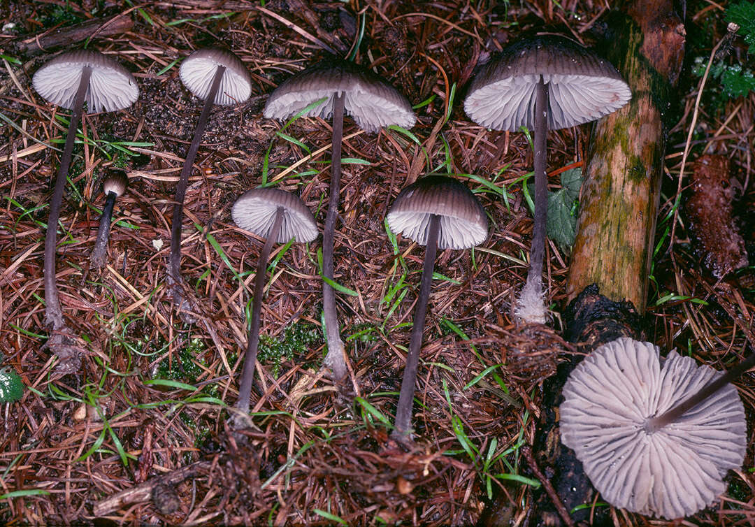 Image of Mycena polygramma (Bull.) Gray 1821