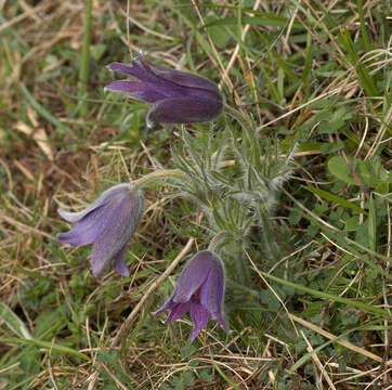 Imagem de Pulsatilla vulgaris Miller