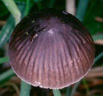 Image of Mycena polygramma (Bull.) Gray 1821