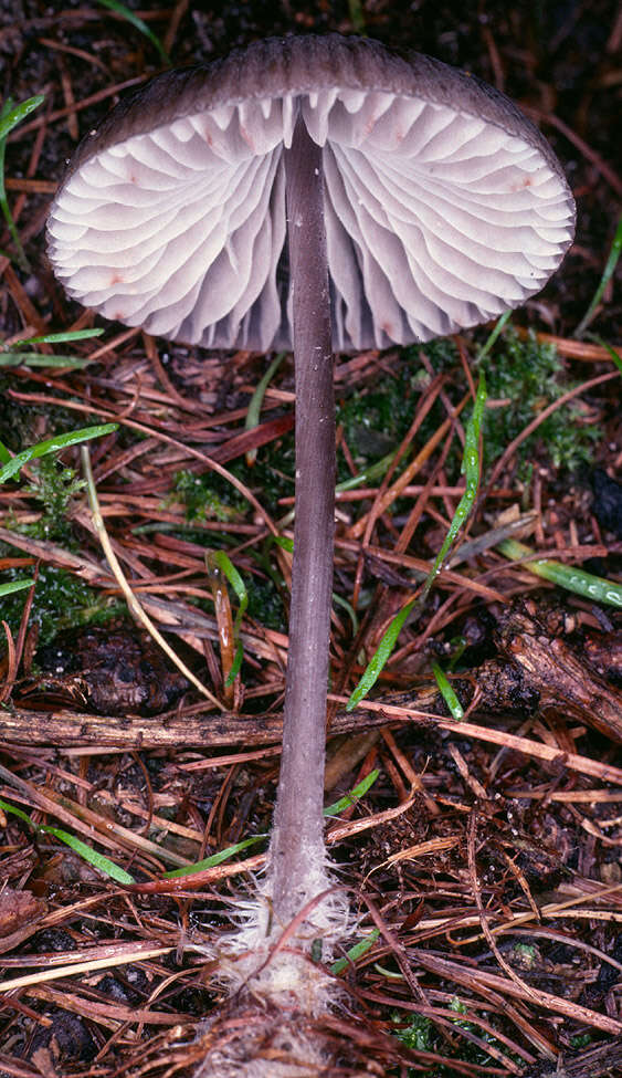 Image of Mycena polygramma (Bull.) Gray 1821