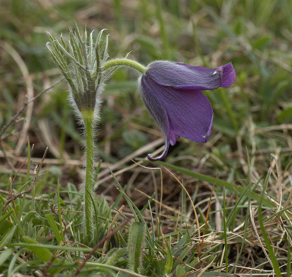 Image de Anémone pulsatille