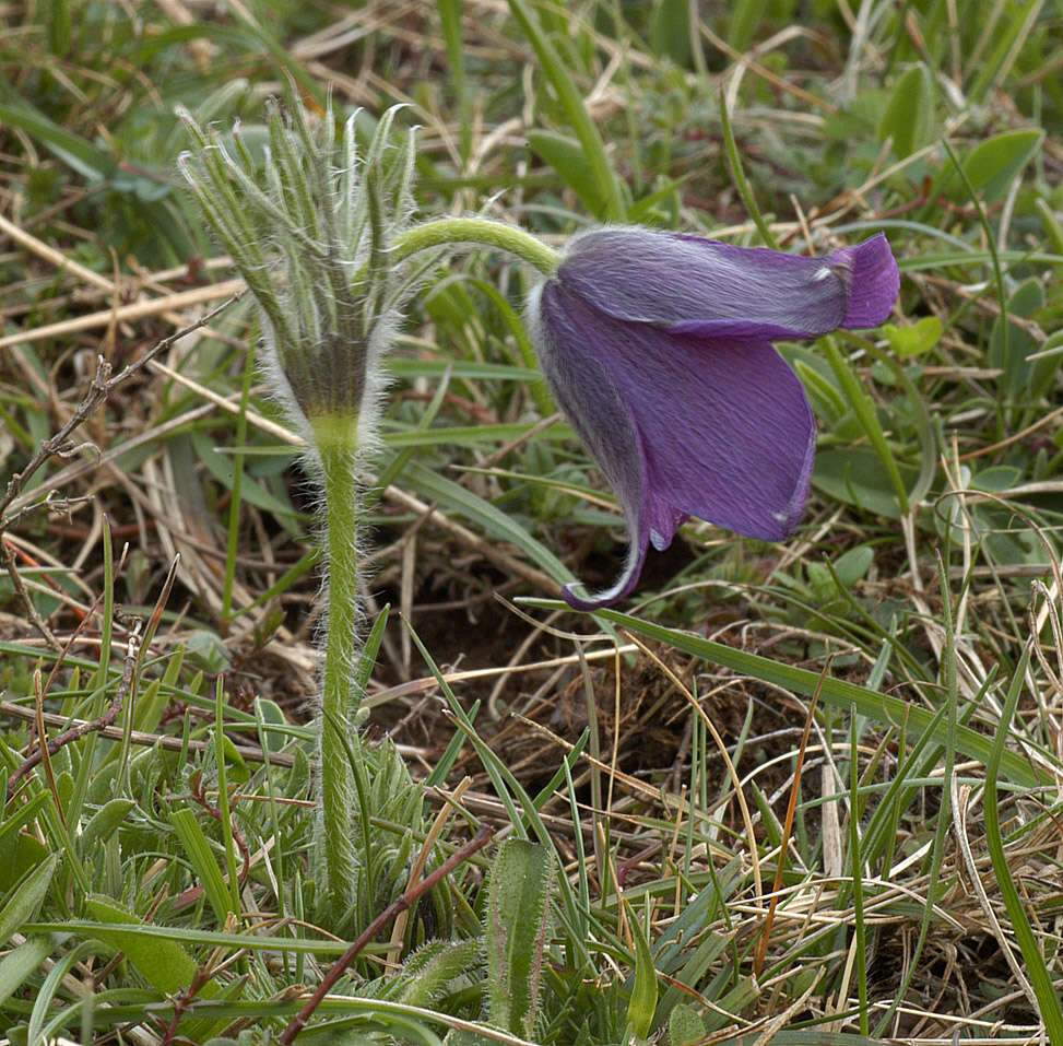 Image de Anémone pulsatille