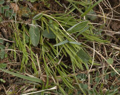 Image of bastard toadflax