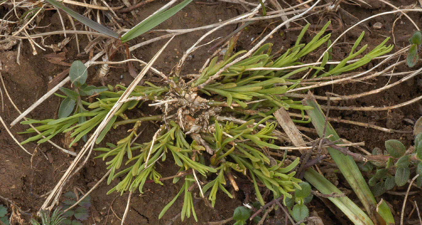 Image of bastard toadflax