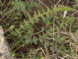 Image of dropwort