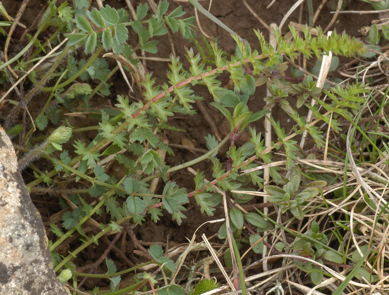 Plancia ëd Filipendula vulgaris Moench