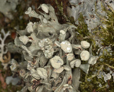 Image of Cartilage lichen