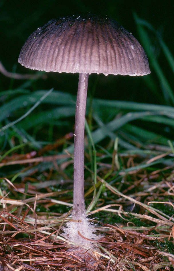 Image of Mycena polygramma (Bull.) Gray 1821