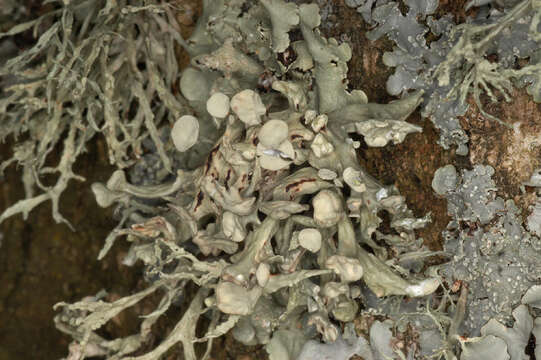 Image of Cartilage lichen