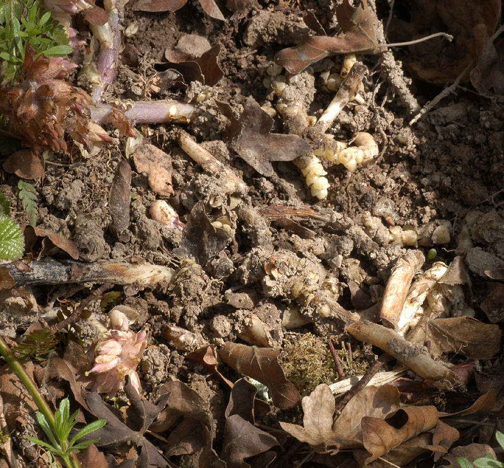 Image of common toothwort