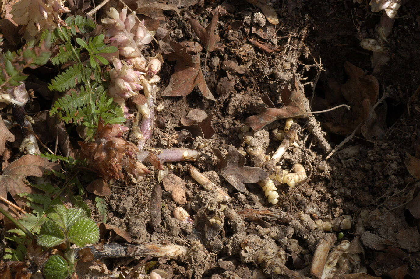 Image of common toothwort