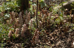 Image of common toothwort