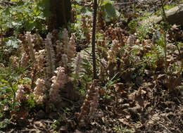 Image of common toothwort