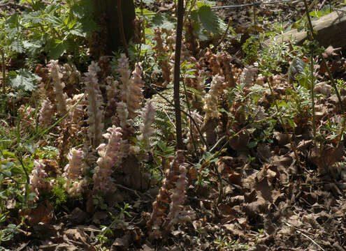 Image of common toothwort