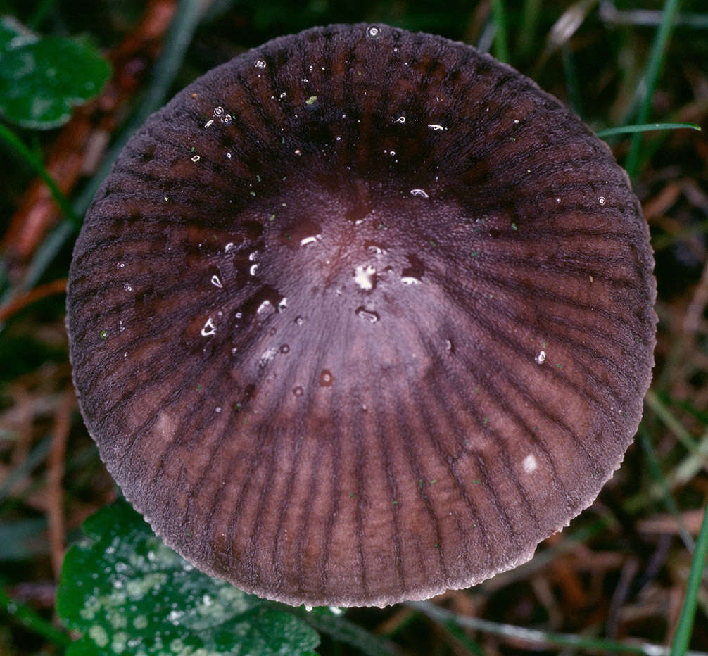 Image of Mycena polygramma (Bull.) Gray 1821