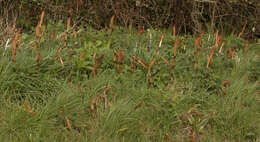 Image of Great Horsetail