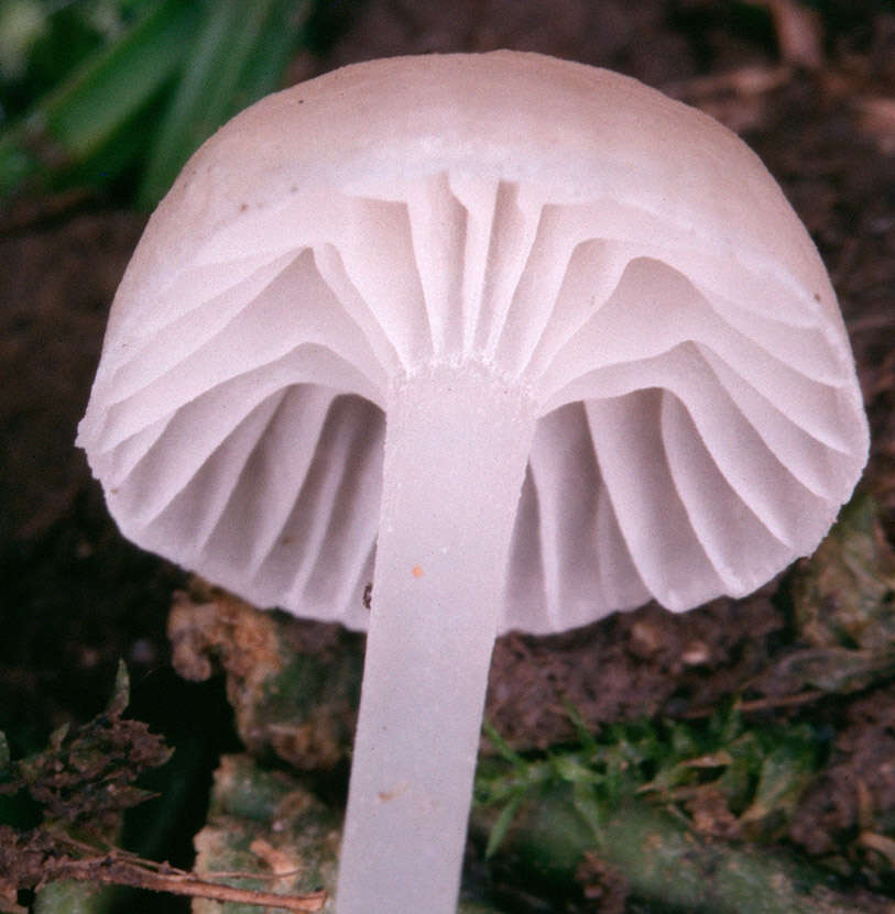 Image of Hemimycena mairei (E.-J. Gilbert) Singer 1943