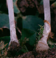 Image of Hemimycena mairei (E.-J. Gilbert) Singer 1943